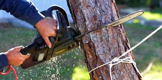 How Our Tree Care Process Works  in  East Meadow, NY