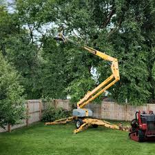 Best Lawn Renovation and Restoration  in East Meadow, NY