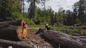 Best Tree Cabling and Bracing  in East Meadow, NY