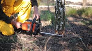 Best Aeration Services  in East Meadow, NY