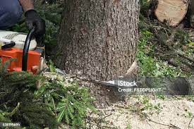 Reliable East Meadow, NY Tree Care Solutions