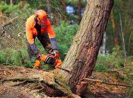 Best Pest Control for Lawns  in East Meadow, NY