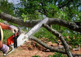 Best Tree Health Inspection  in East Meadow, NY