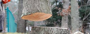 Best Tree Risk Assessment  in East Meadow, NY