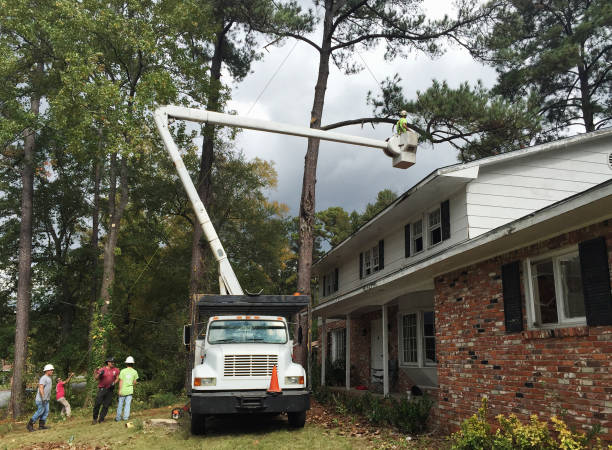 Best Weed Control  in East Meadow, NY
