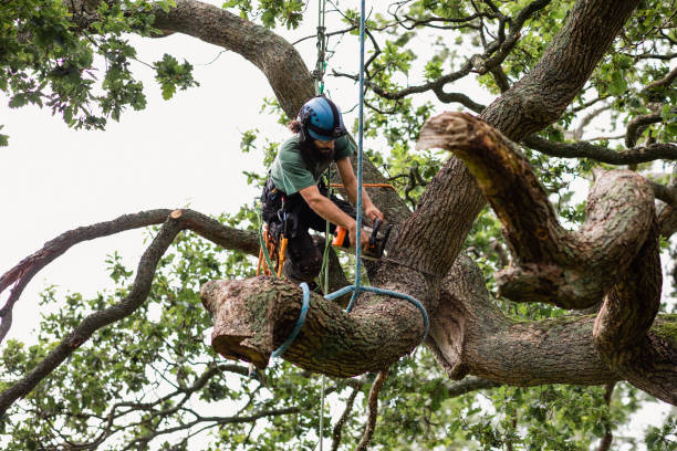 Best Stump Grinding and Removal  in East Meadow, NY