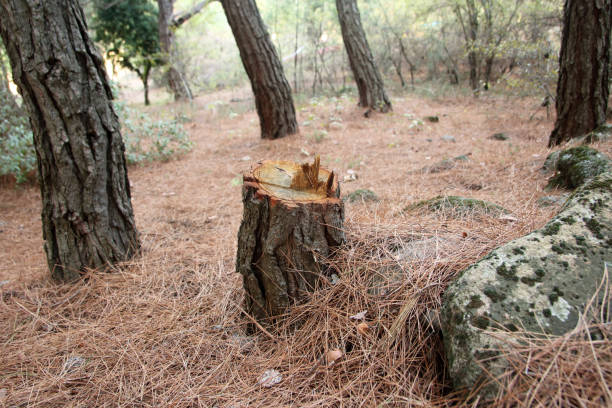 Best Hazardous Tree Removal  in East Meadow, NY
