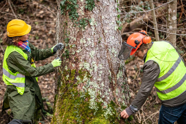 Best Arborist Consultation Services  in East Meadow, NY
