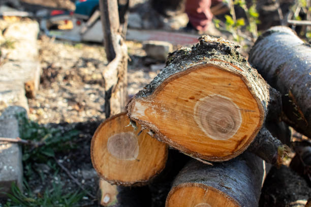 Best Tree Preservation Services  in East Meadow, NY