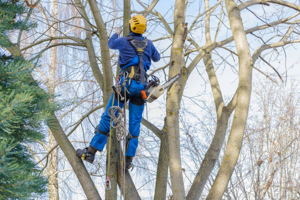 Best Tree Removal  in East Meadow, NY