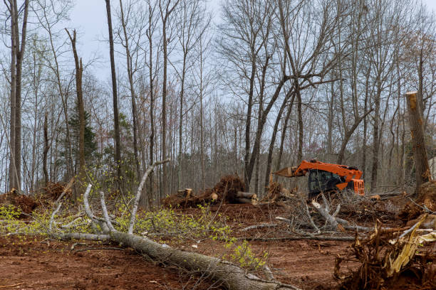 Best Tree Mulching  in East Meadow, NY