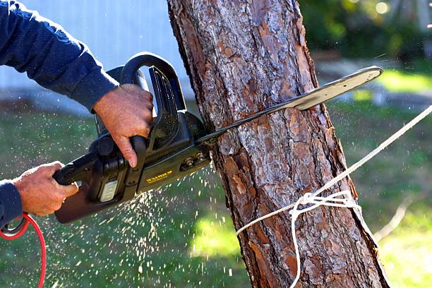 Best Fruit Tree Pruning  in East Meadow, NY