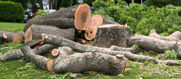 Best Tree Trimming and Pruning  in East Meadow, NY