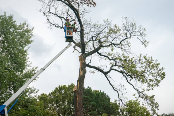 Lawn Watering Services in East Meadow, NY