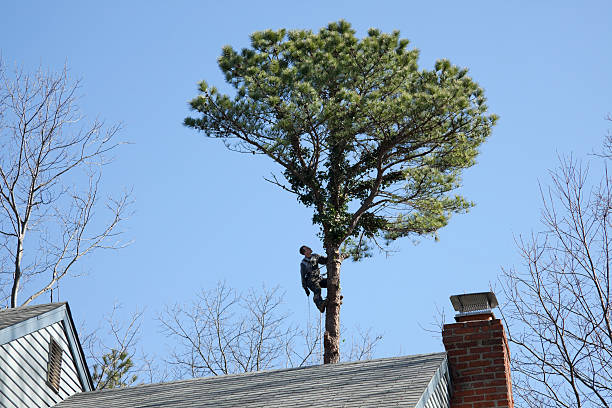 Best Commercial Tree Services  in East Meadow, NY