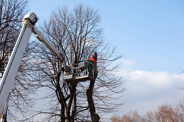 Best Emergency Tree Removal  in East Meadow, NY