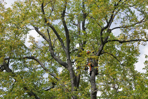 Best Seasonal Cleanup (Spring/Fall)  in East Meadow, NY